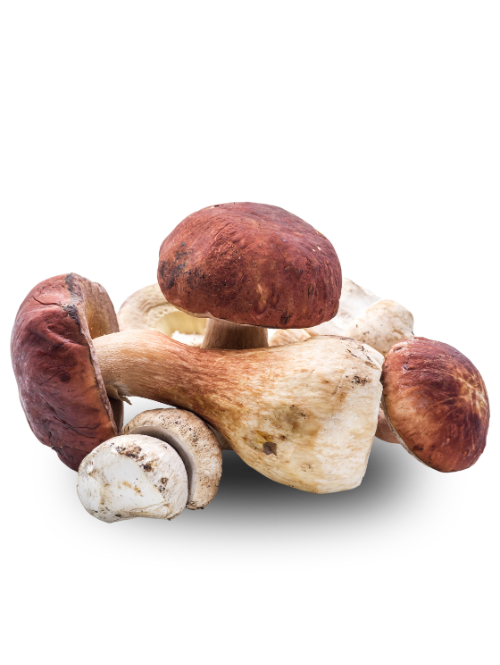 Cèpes Cèpes